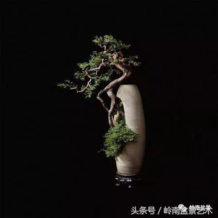 精品盆景雀梅杜鹃罗汉松,最美的100盆雀梅盆景建议收藏