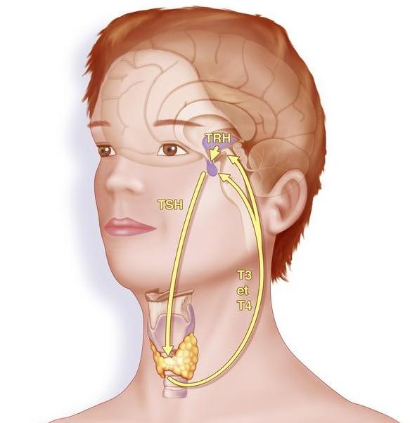 快被癌症家族扫地出门的甲状腺癌：高发却温和10年存活率可达90%