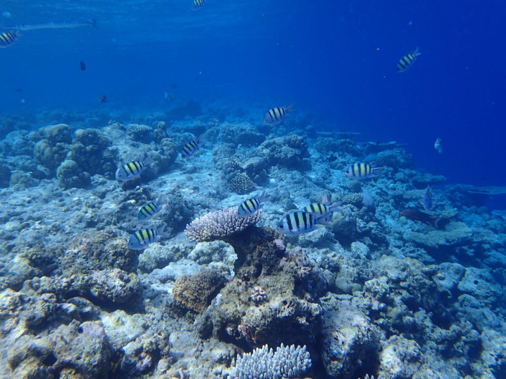 马尔代夫满月岛,满月岛