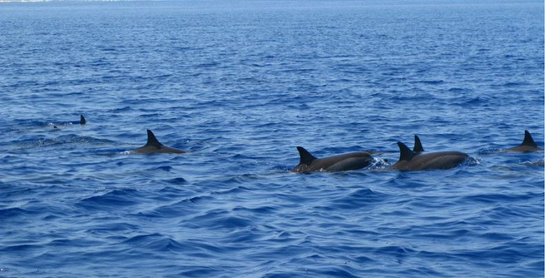 马尔代夫满月岛,满月岛