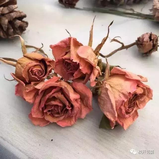 姨妈、吃土统统靠边,今年冬天是干枯玫瑰色的天下!