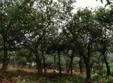 普洱七大茶山简介资料大全及图片,茶山介绍之新六大普洱茶山