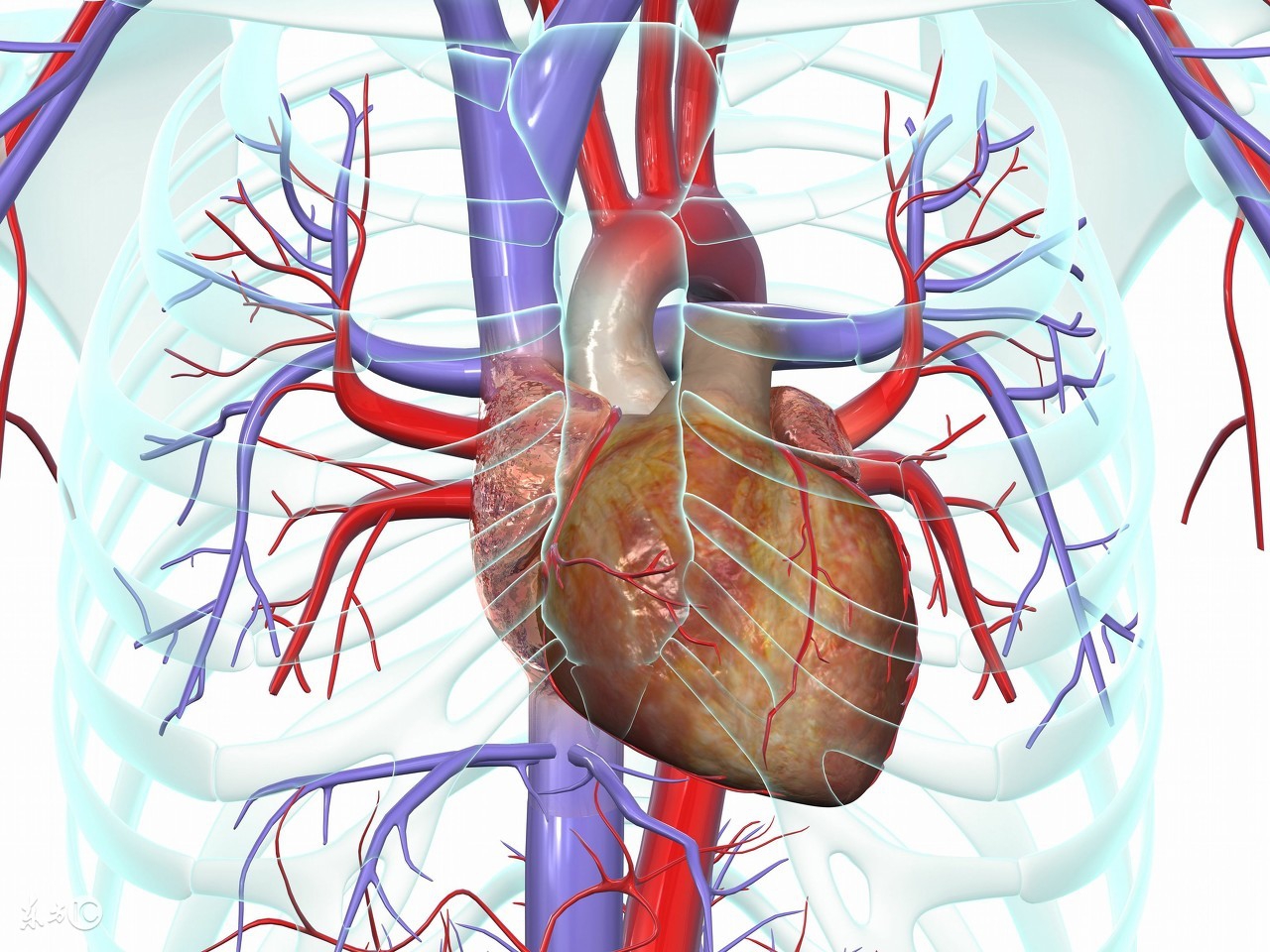 有心律早搏的人饮食如何注意,心脏早搏饮食注意事项