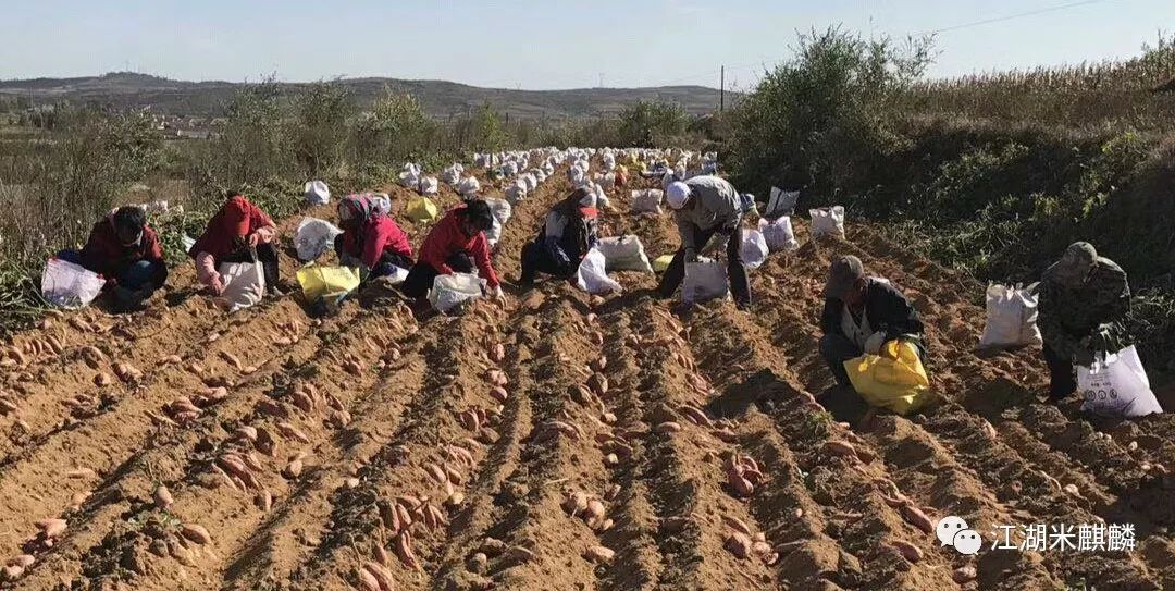 老字号烤红薯店,获嘉京城烤红薯