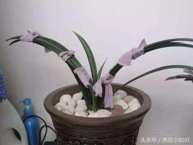 君子兰的叶片长歪了怎么办,君子兰叶片长歪如何矫正