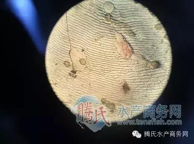 齐同俊医生年度总结,渔医齐同俊简介