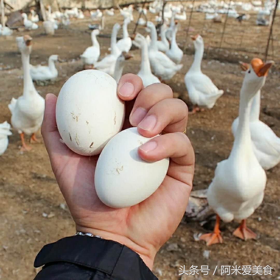 鸡蛋鸭蛋鹅蛋什么蛋的营养价值高,鹅蛋鸭蛋鸡蛋鹌鹑蛋哪个营养最高