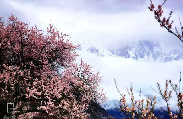 林芝为什么那么魅力,林芝深度游最佳路线