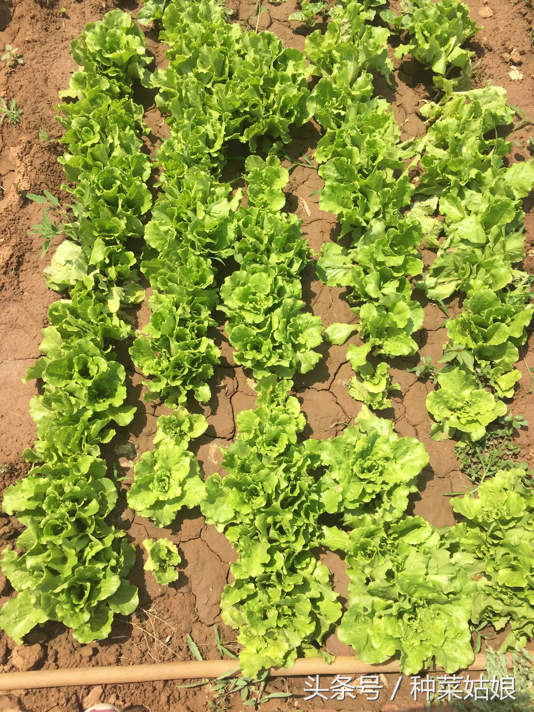 阳台生菜种植方法全过程,冬天阳台种植生菜的正确方法