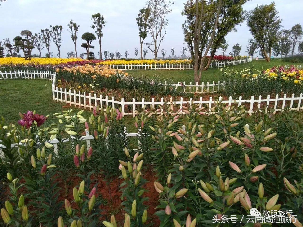 春节免费开放弥勒太平湖森林公园,弥勒太平湖森林公园6月去有花吗