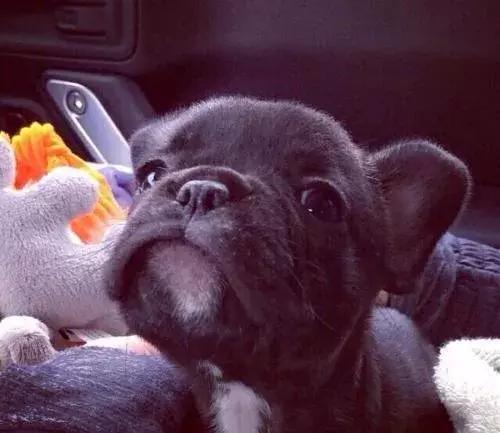 法斗前爪肉垫一碰就抖,法斗日常护理