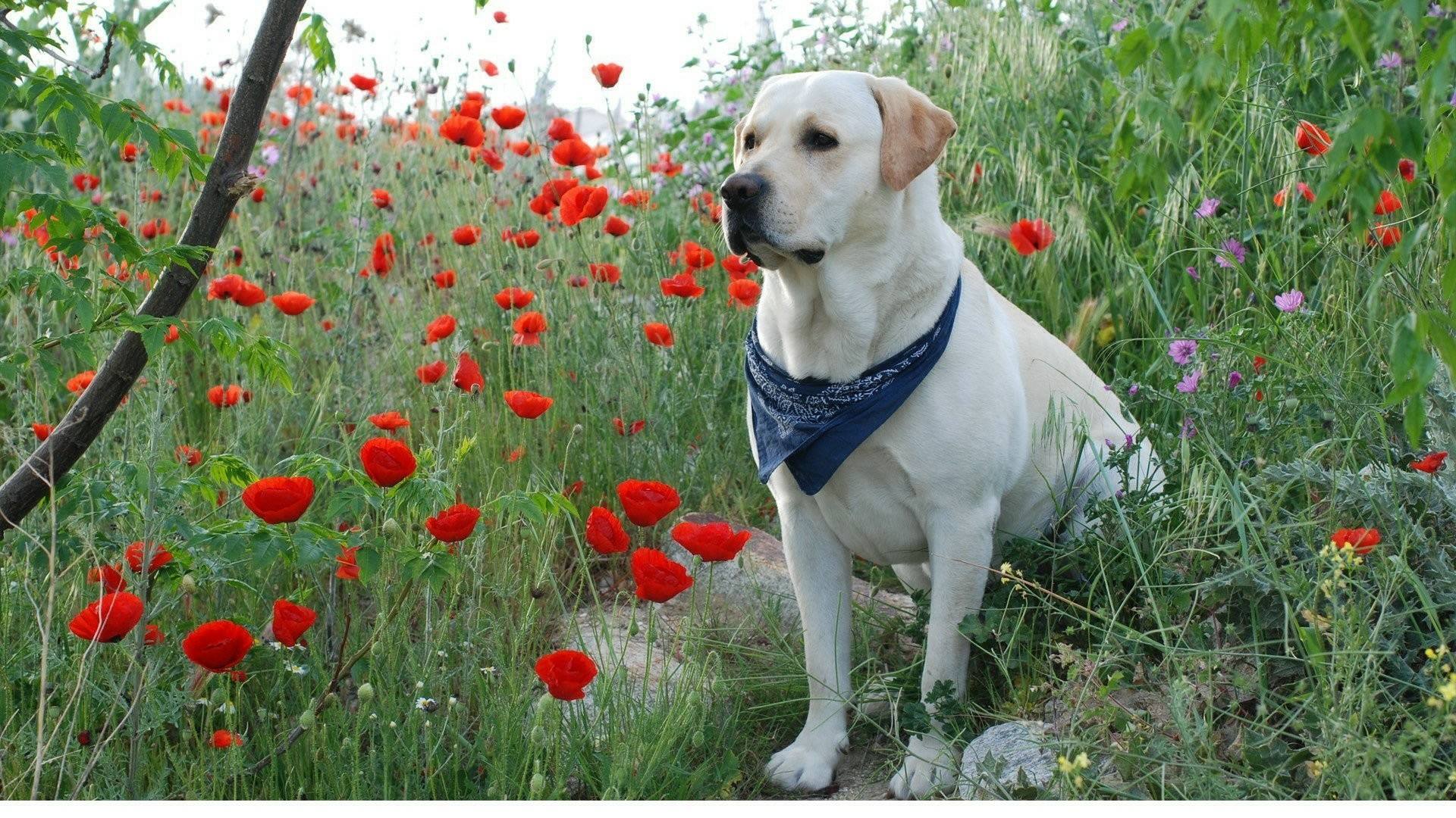 拉布拉多简介文案,拉布拉多简介