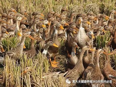 高产蛋鹅都吃什么,高产蛋鸭