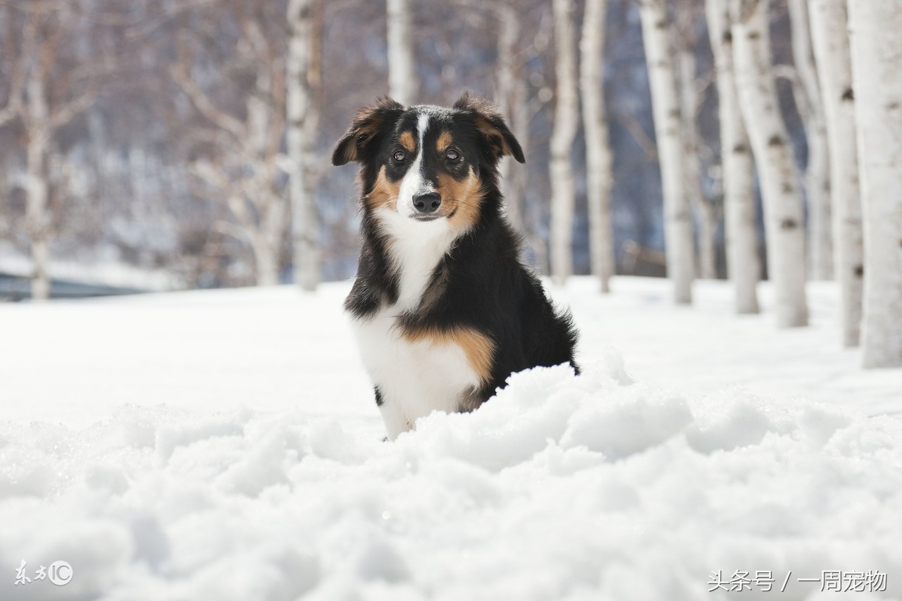边境牧羊犬是什么品种,边境牧羊犬的特点和习性