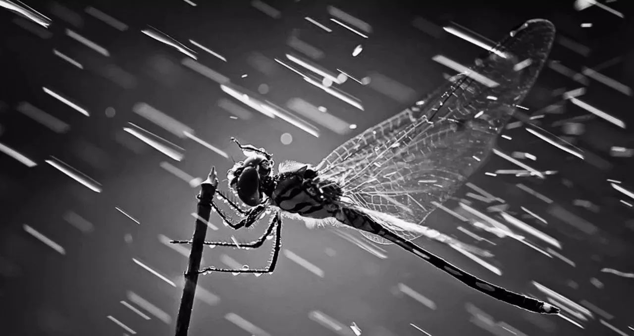 甯嗚蒋浜у搧杩愯惀,甯嗚蒋浜у搧鎬荤粨