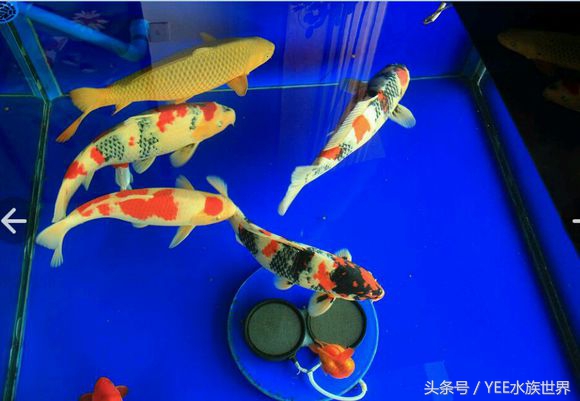 如何打造空气鱼缸,清道夫能打造空气鱼缸吗