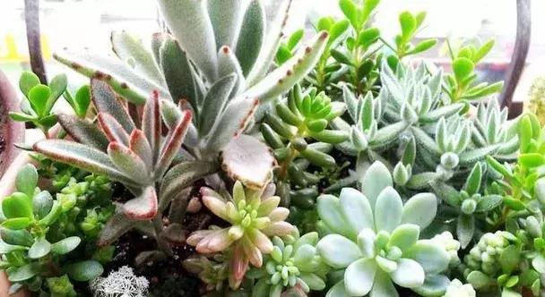 月季的盆土怎样判断干湿,盆土干湿