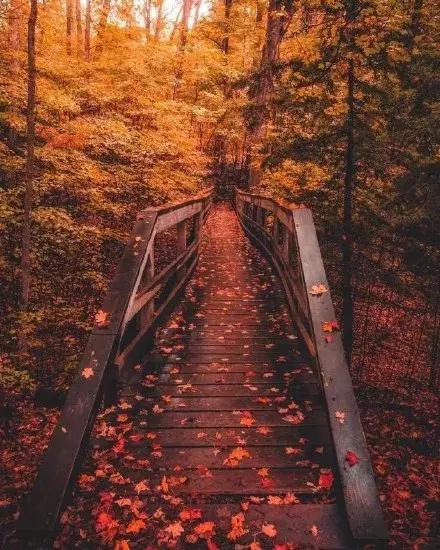 枫叶砖红色带着红棕调的口红,枫叶脏橘色口红