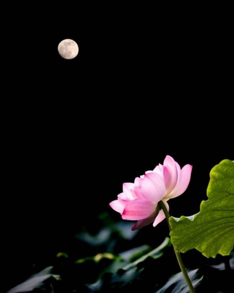 秦玉彦为君十赋全文,为君十赋鹧鸪天新韵