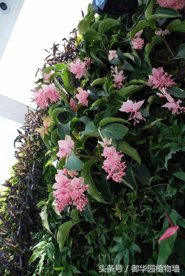 植物大战僵尸之父是中国人,植物墙创始人