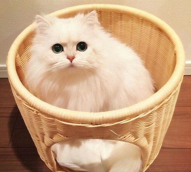 适合撸的猫咪品种,十大可爱的猫咪品种