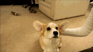 测一测你家狗能活多久!