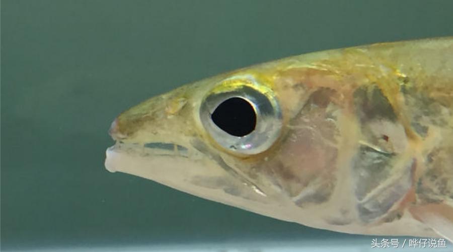 小心被它咬到手！盘点那些变成鱼缸宠物的凶猛河怪（第二季）