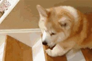 测一测你家狗能活多久!