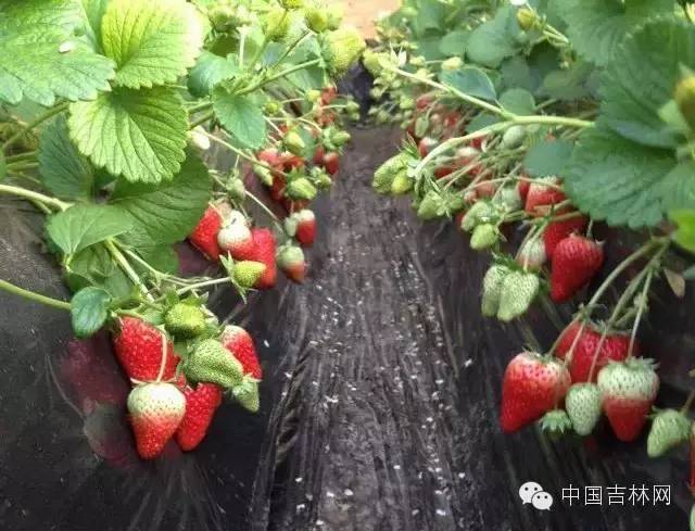 吉林暑假旅游自驾攻略,国庆吉林自驾游必去的十个景点