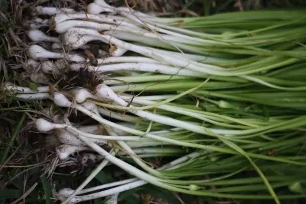 开春挖野菜教你轻松识别18种野菜,您知道春季最养肝护肝的野菜吗