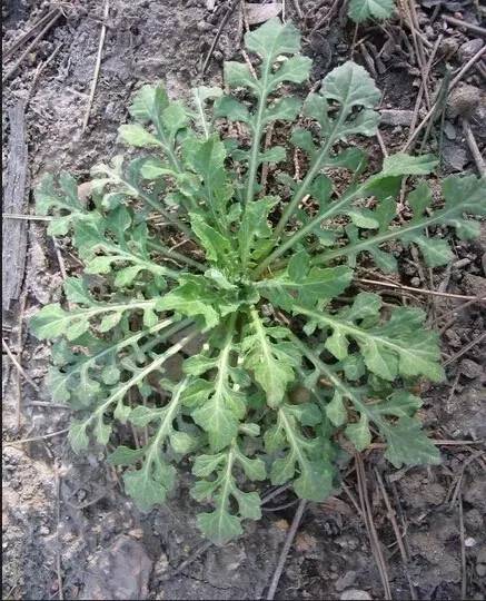 开春挖野菜教你轻松识别18种野菜,您知道春季最养肝护肝的野菜吗