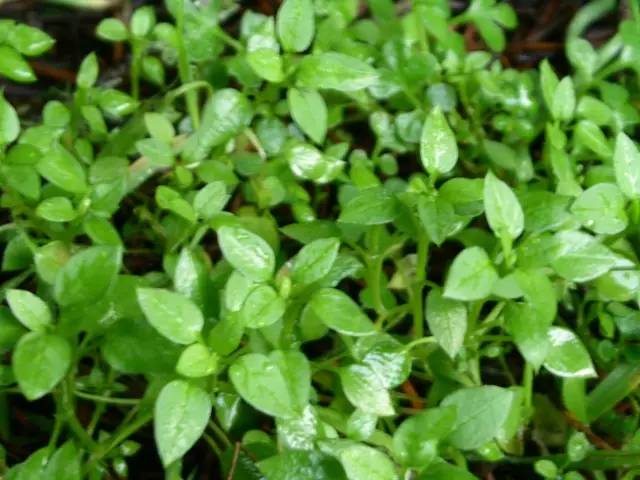 开春挖野菜教你轻松识别18种野菜,您知道春季最养肝护肝的野菜吗