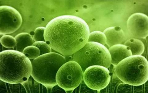 癌症出汗能把癌细胞热死吗,热死癌细胞是什么症状