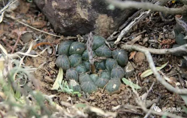 大连多肉在野外的生长环境,常见的一些多肉品种