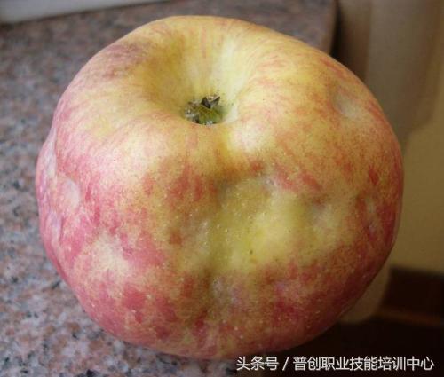 苹果缩果病与病毒病区别,苹果缩果的原因