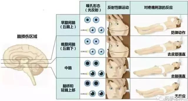 绘制神经系统的生理解剖图,人体骨骼血管神经系统解剖图