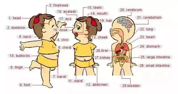 最常用的英语单词汇总表,史上最全英语词汇图