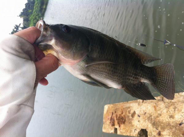 湛江千人钓鱼视频,疯狂钓鱼人钓到了最大的鱼