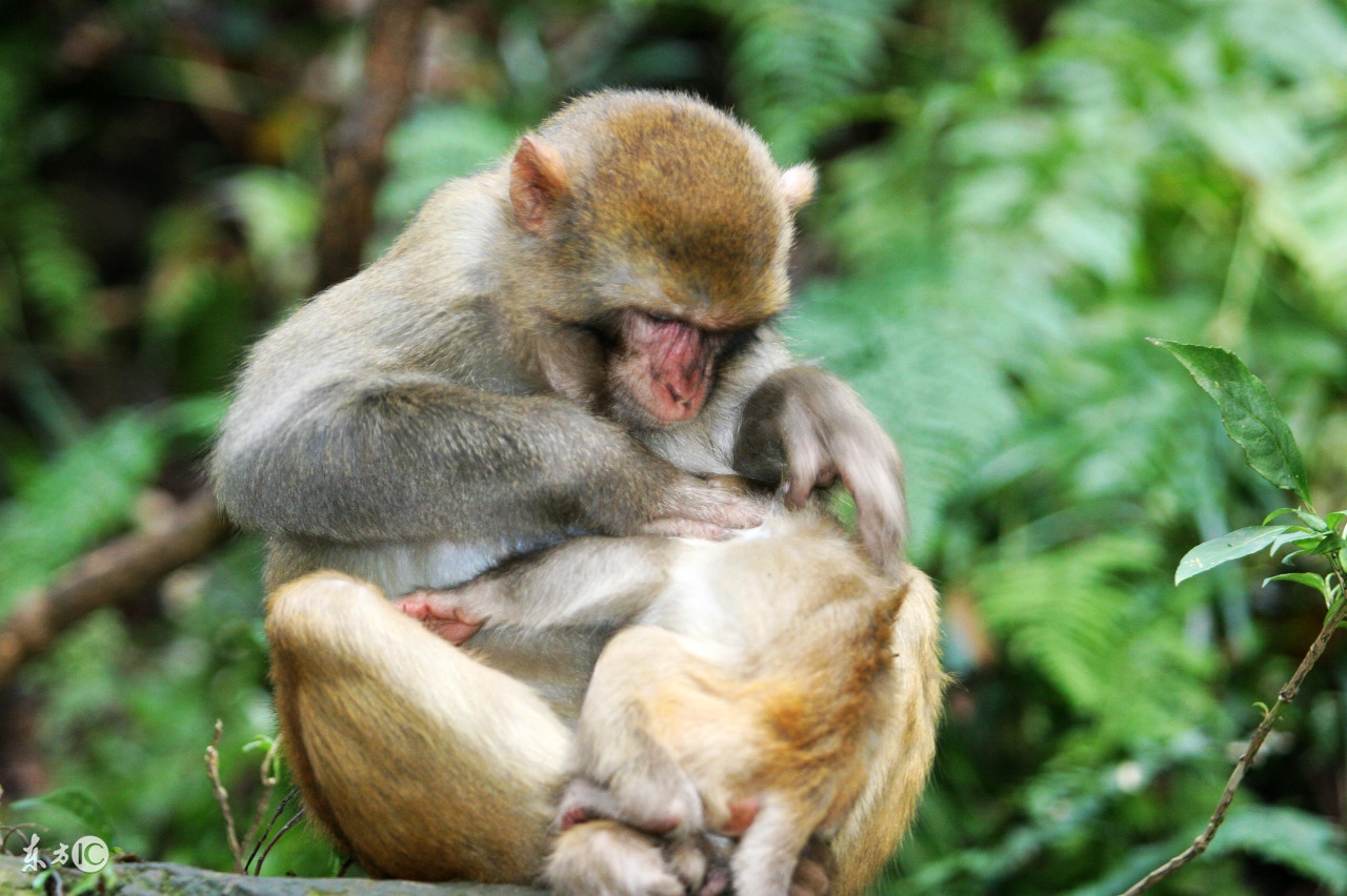 2018年属猴全年运势及分解,属猴2018年全年运势及运程