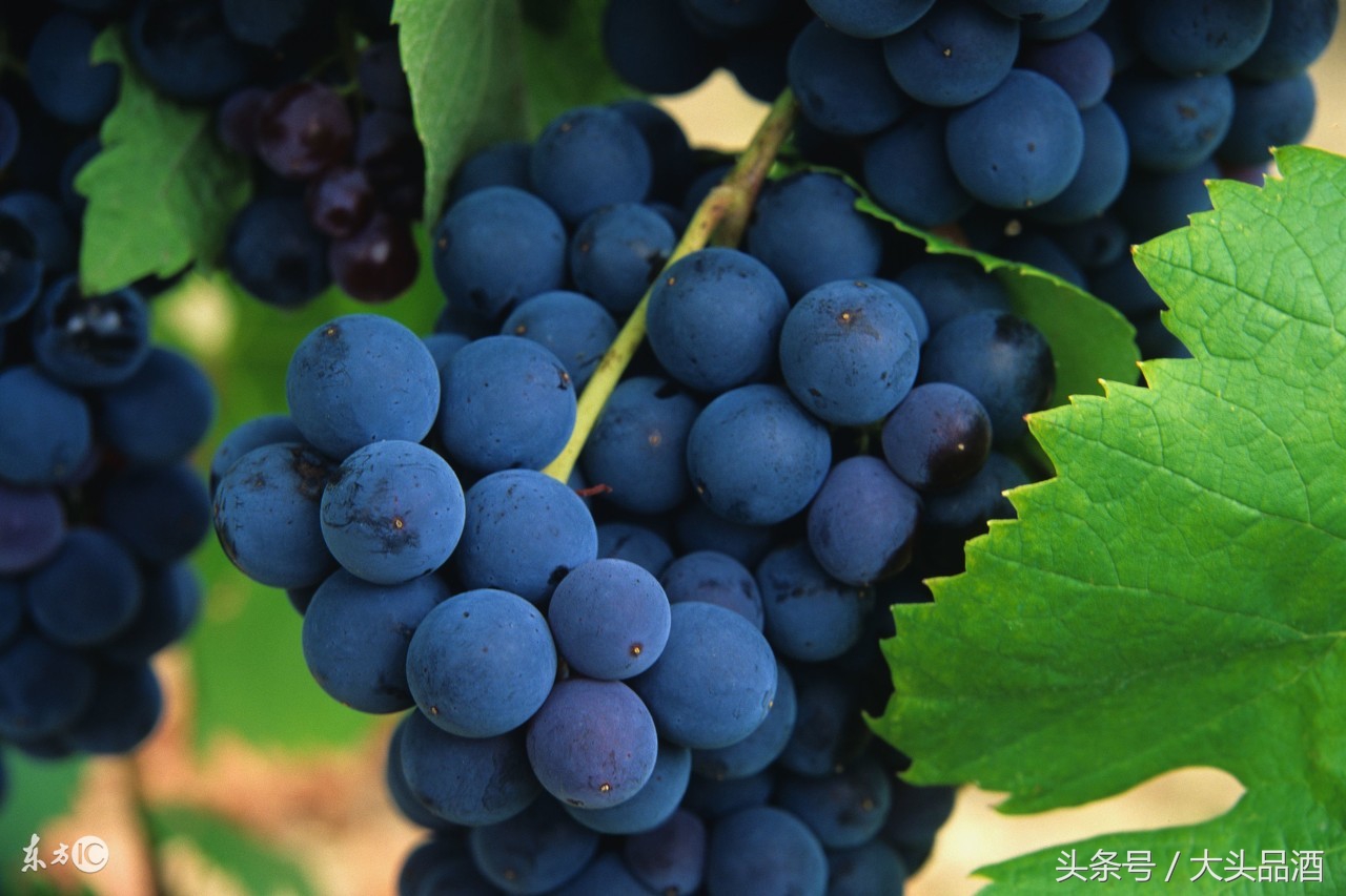 葡萄酒喝起来涩酸酒劲大,品酒的时候红酒很酸怎么说