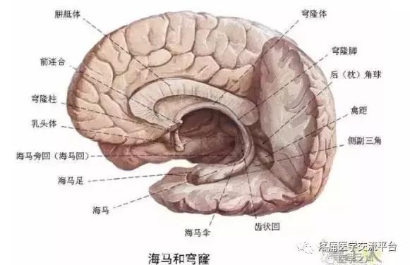 绘制神经系统的生理解剖图,人体骨骼血管神经系统解剖图