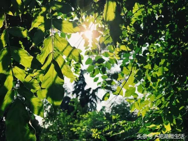 蚌埠最大中学,蚌埠目前最好的中学