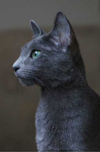 最贵的猫咪,世界上最贵的猫咪十大排名