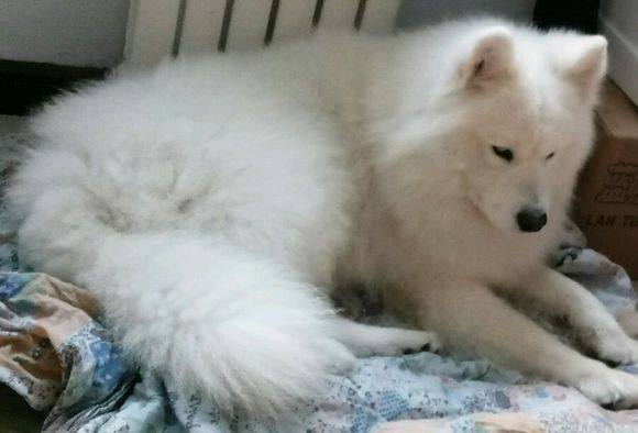 萨摩耶能斗得过狼吗,大型萨摩耶打架有多厉害