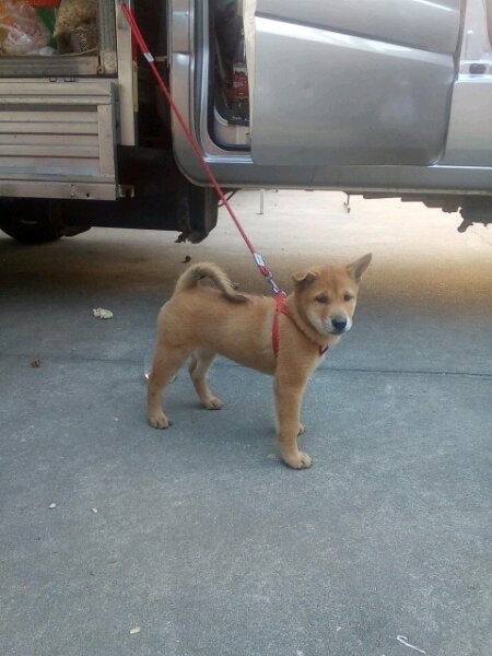 80块钱的土狗,80元一只土狗