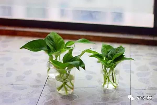 怎样养绿萝花知识大全,绿萝的数学知识