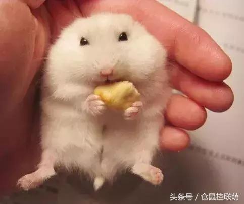 仓鼠怎么才能让它乖乖躺手,如何让仓鼠躺手且不咬手