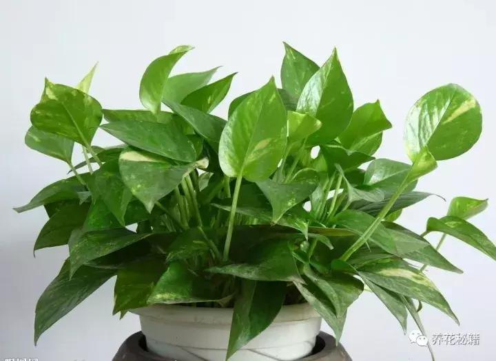怎样养绿萝花知识大全,绿萝的数学知识