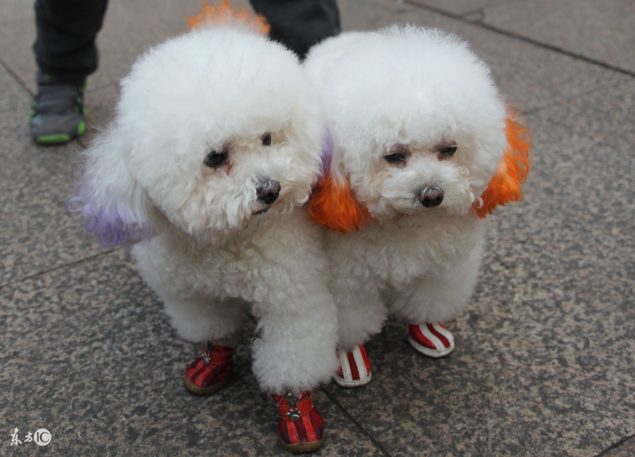 泰迪最少多少钱一只,纯种泰迪一般多少钱一只