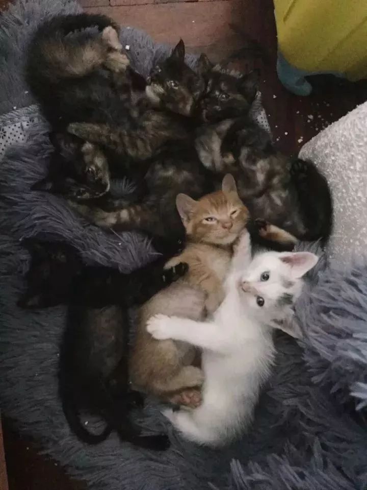 玳瑁猫最丑的猫,玳瑁猫长得好凶